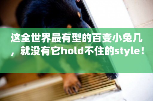 這全世界最有型的百變小兔幾，就沒有它hold不住的style！ 