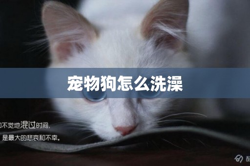 寵物狗怎么洗澡