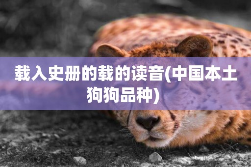 載入史冊的載的讀音(中國本土狗狗品種) 