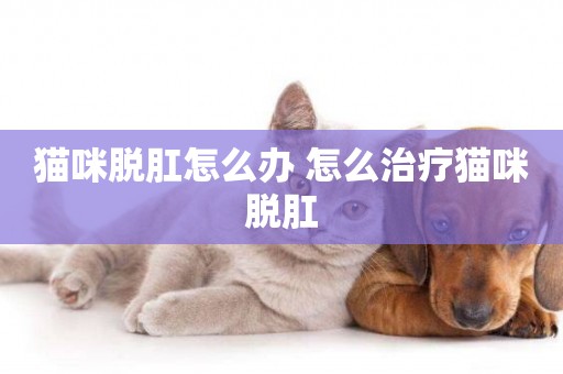 貓咪脫肛怎么辦 怎么治療貓咪脫肛