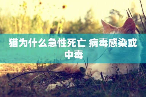 貓為什么急性死亡 病毒感染或中毒
