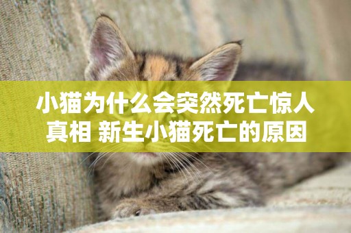 小貓為什么會突然死亡驚人真相 新生小貓死亡的原因