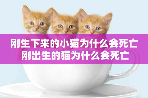 剛生下來的小貓為什么會死亡 剛出生的貓為什么會死亡
