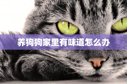 養狗狗家里有味道怎么辦
