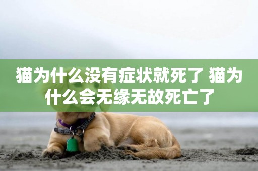 貓為什么沒有癥狀就死了 貓為什么會無緣無故死亡了