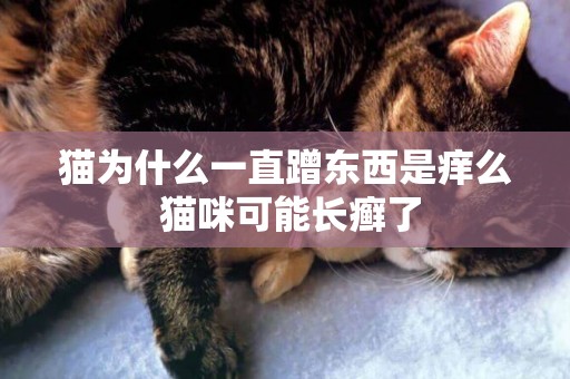 貓為什么一直蹭東西是癢么 貓咪可能長癬了