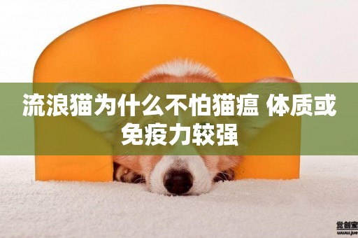 流浪貓為什么不怕貓瘟 體質或免疫力較強