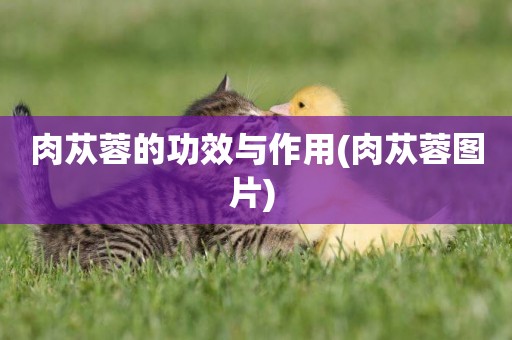 肉蓯蓉的功效與作用(肉蓯蓉圖片) 