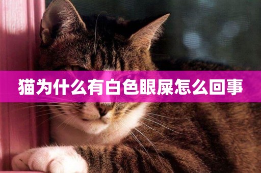 貓為什么有白色眼屎怎么回事