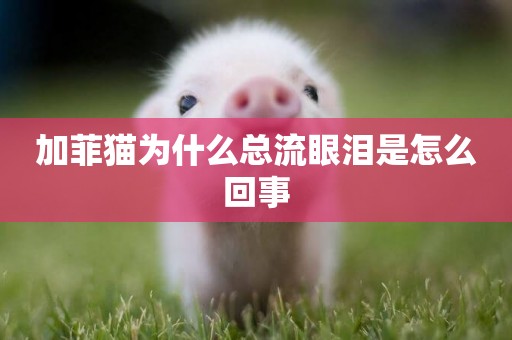 加菲貓為什么總流眼淚是怎么回事