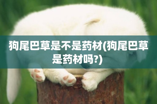 狗尾巴草是不是藥材(狗尾巴草是藥材嗎?) 