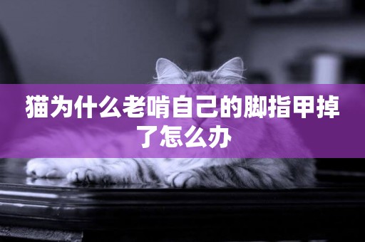 貓為什么老啃自己的腳指甲掉了怎么辦