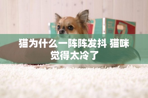 貓為什么一陣陣發抖 貓咪覺得太冷了