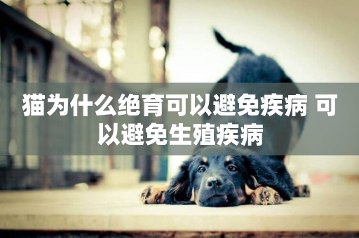 貓為什么絕育可以避免疾病 可以避免生殖疾病