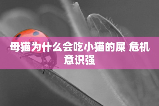 母貓為什么會吃小貓的屎 危機意識強