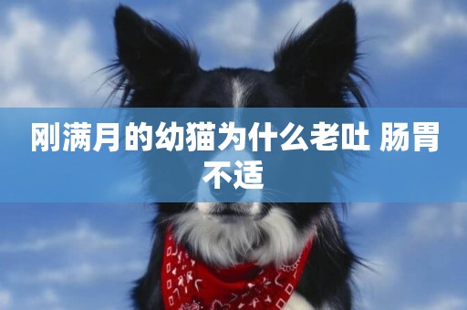 剛滿月的幼貓為什么老吐 腸胃不適