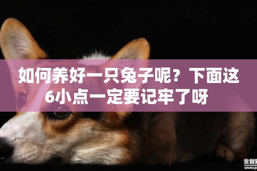 如何養好一只兔子呢？下面這6小點一定要記牢了呀 