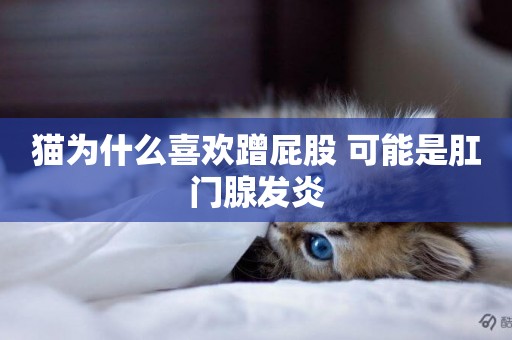 貓為什么喜歡蹭屁股 可能是肛門腺發炎