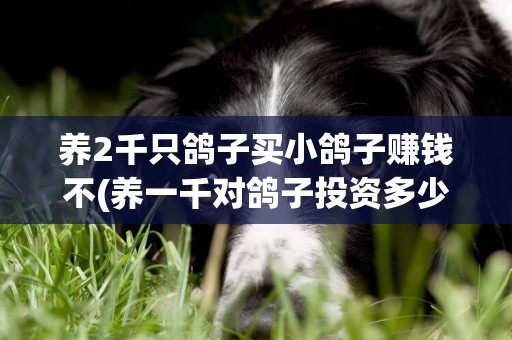 養2千只鴿子買小鴿子賺錢不(養一千對鴿子投資多少) 