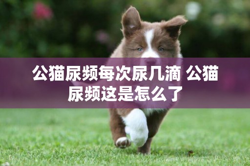 公貓尿頻每次尿幾滴 公貓尿頻這是怎么了