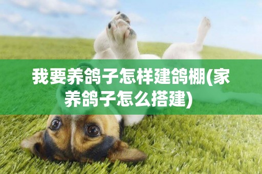 我要養鴿子怎樣建鴿棚(家養鴿子怎么搭建) 