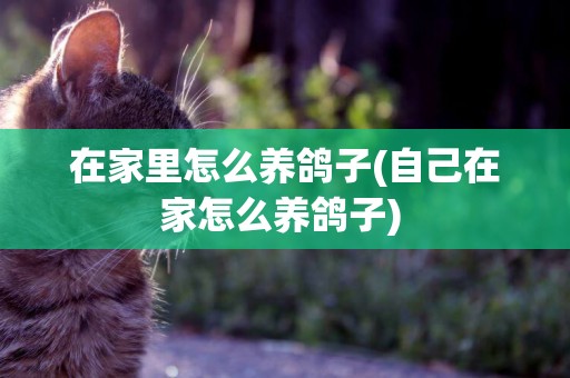 在家里怎么養鴿子(自己在家怎么養鴿子) 