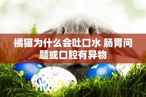 橘貓為什么會吐口水 腸胃問題或口腔有異物