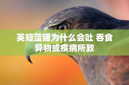 英短藍貓為什么會吐 吞食異物或疾病所致