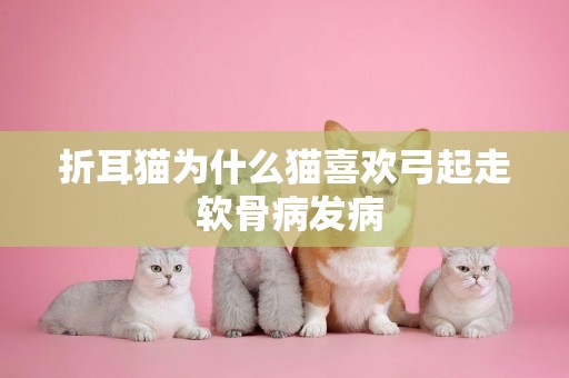 折耳貓為什么貓喜歡弓起走 軟骨病發病