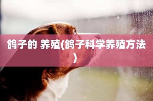 鴿子的 養殖(鴿子科學養殖方法) 