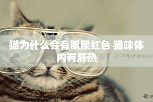 貓為什么會有眼屎紅色 貓咪體內有肝熱