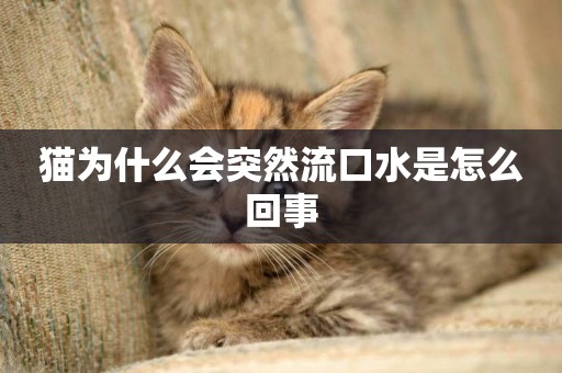 貓為什么會突然流口水是怎么回事