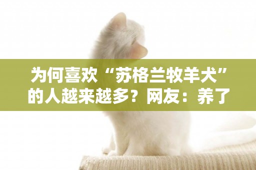為何喜歡“蘇格蘭牧羊犬”的人越來越多？網友：養了就不想換狗 