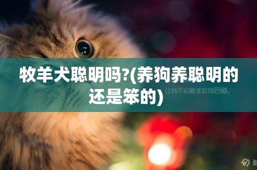 牧羊犬聰明嗎?(養狗養聰明的還是笨的) 