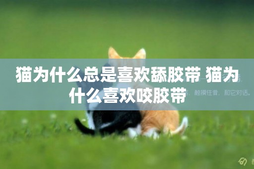 貓為什么總是喜歡舔膠帶 貓為什么喜歡咬膠帶