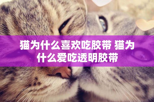 貓為什么喜歡吃膠帶 貓為什么愛吃透明膠帶
