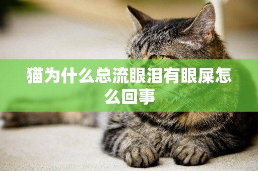 貓為什么總流眼淚有眼屎怎么回事