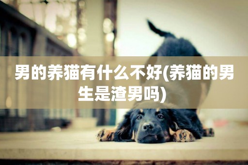 男的養貓有什么不好(養貓的男生是渣男嗎) 
