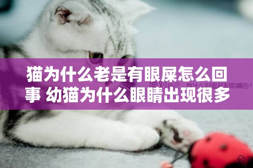 貓為什么老是有眼屎怎么回事 幼貓為什么眼睛出現很多眼屎