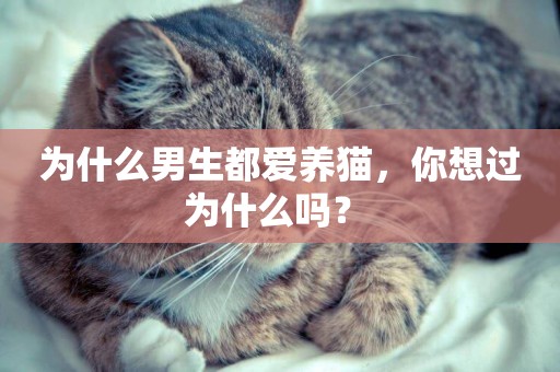 為什么男生都愛養貓，你想過為什么嗎？ 