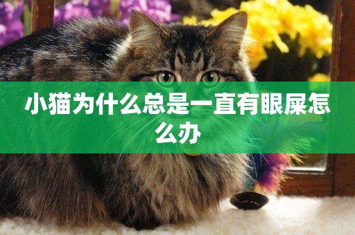 小貓為什么總是一直有眼屎怎么辦