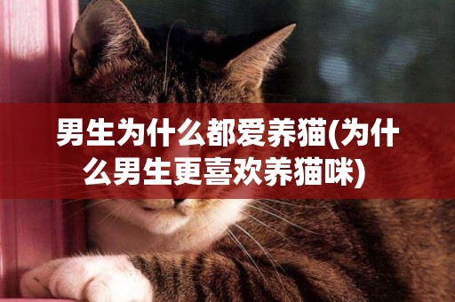 男生為什么都愛養貓(為什么男生更喜歡養貓咪) 