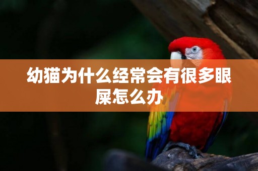 幼貓為什么經常會有很多眼屎怎么辦