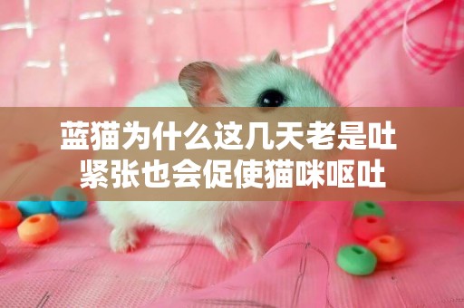 藍貓為什么這幾天老是吐 緊張也會促使貓咪嘔吐