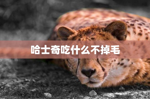 哈士奇吃什么不掉毛