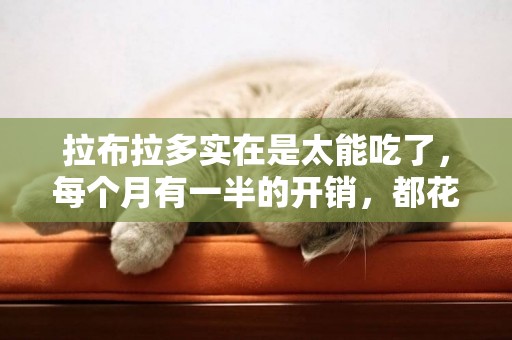 拉布拉多實在是太能吃了，每個月有一半的開銷，都花在了它的身上 