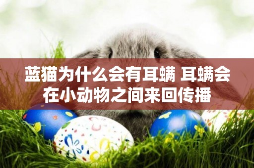藍貓為什么會有耳螨 耳螨會在小動物之間來回傳播
