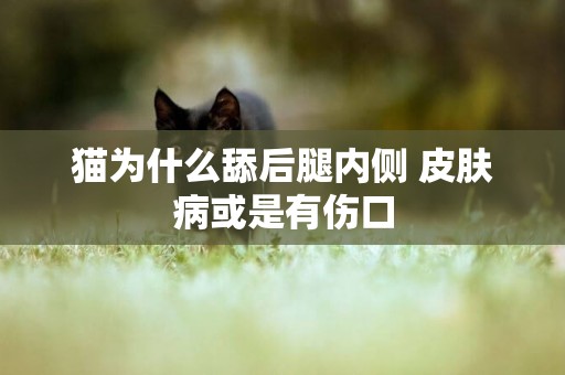 貓為什么舔后腿內側 皮膚病或是有傷口