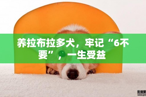 養拉布拉多犬，牢記“6不要”，一生受益 