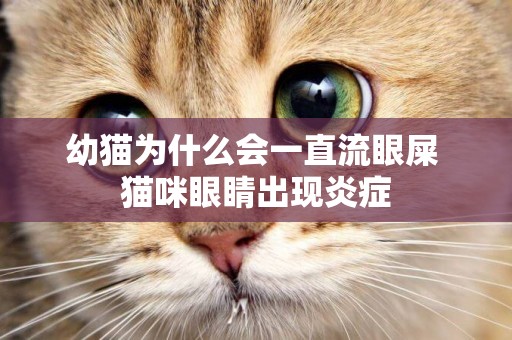 幼貓為什么會一直流眼屎 貓咪眼睛出現炎癥